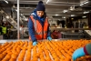 Woman in Lineage facility sorting oranges